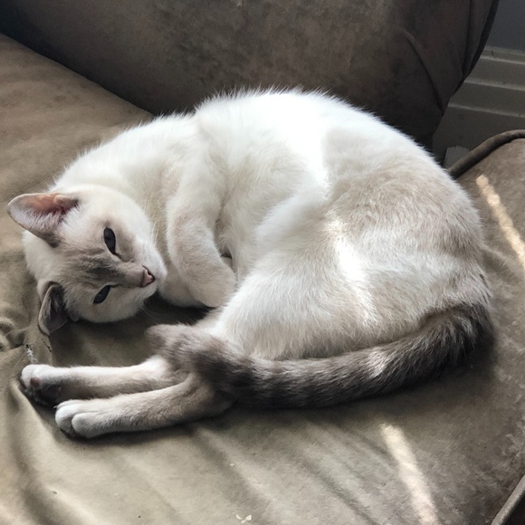 Meet your Posher, Twysst - Picture 1 of 1